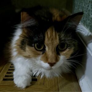 Meet your Posher, Elissa